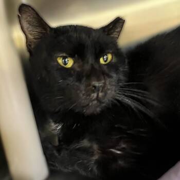 Rescue Domestic Short Hair Cats for Adoption in Springfield, Illinois - Buddy | PetCurious