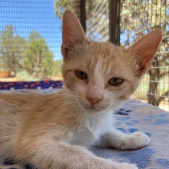 James 54100 -  Domestic Short Hair Cat for Adoption in Las Vegas, Nevada - James 54100 | PetCurious