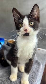 Bell -  Domestic Short Hair Cat for Adoption in Danielsville, Georgia - Bell | PetCurious
