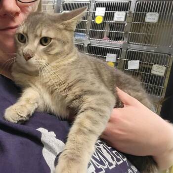Elmer -  Domestic Short Hair Cat for Adoption in Columbia, Missouri - Elmer | PetCurious