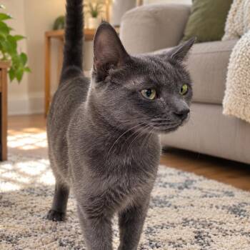 Fran -  Domestic Short Hair Cat for Adoption in Traverse City, Michigan - Fran | PetCurious