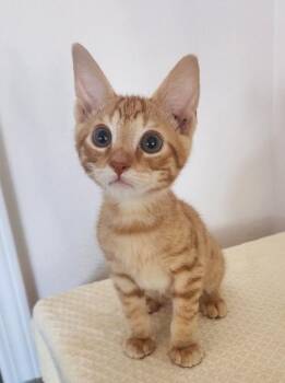 Starscream -  Domestic Short Hair Cat for Adoption in Honolulu, Hawaii - Starscream | PetCurious