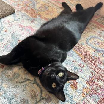 Jenny -  Domestic Short Hair Cat for Adoption in Fort Worth, Texas - Jenny | PetCurious