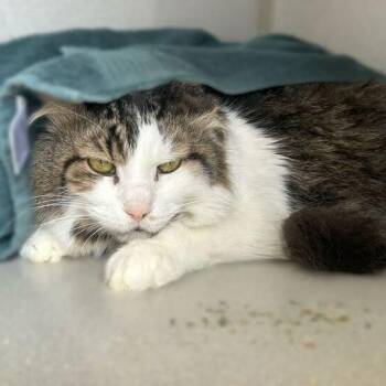 Domestic Long Hair Cats Available for Adoption - Chungus | PetCurious