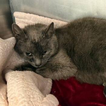 Hotdog -  Domestic Short Hair Cat Available for Adoption in Cumming, Georgia - Hotdog | PetCurious