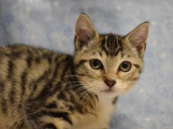 Chowder -  Domestic Short Hair Cat for Adoption in Portland, Oregon - Chowder | PetCurious