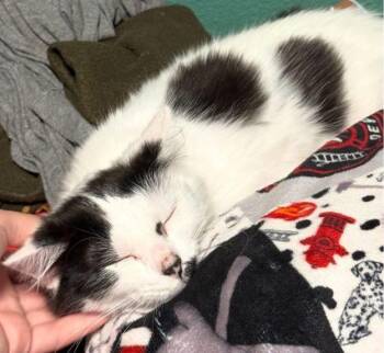 Kittens in Kenai - page 2 -  Domestic Short Hair Cat for Adoption in Anchorage, Alaska - Kittens In Kenai - Page 2 | PetCurious