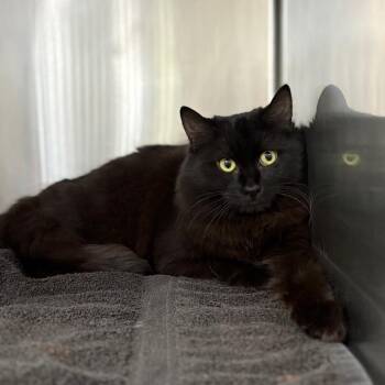 Domestic Short Hair Cats Available for Adoption - Lynette | PetCurious
