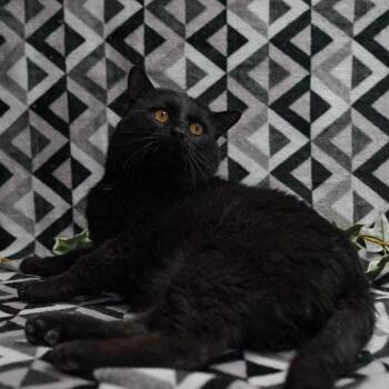 Domestic Short Hair Cats Available for Adoption in Wheaton, Illinois - King Kong | PetCurious