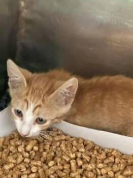 Nelson -  Domestic Short Hair Cat for Adoption in El Paso, Texas - Nelson | PetCurious
