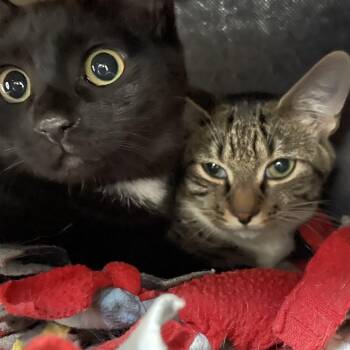 Mara and Kerri (bonded sisters) -  American Shorthair Cat for Adoption in North Kingstown, Rhode Island - Mara And Kerri (bonded Sisters) | PetCurious