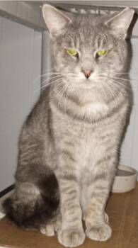 Rescue American Shorthair Cats for Adoption in Union City, New Jersey - Carlos | PetCurious