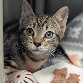 Wybie -  Domestic Short Hair Cat Available for Adoption in Morristown, New Jersey - Wybie | PetCurious