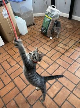 March -  Domestic Short Hair Cat Available for Adoption in Mckinney, Texas - March | PetCurious