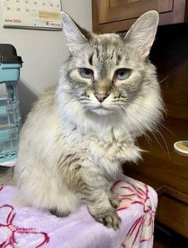 Hazelnut -  Himalayan Cat for Adoption in Black Mountain, North Carolina - Hazelnut | PetCurious