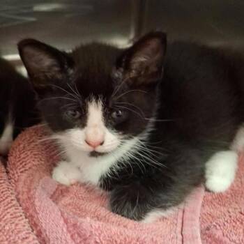 Domestic Short Hair Cats Available for Adoption in Vancouver, Washington - Supra | PetCurious