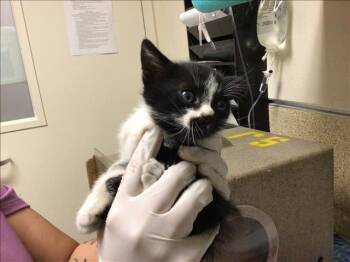 Domestic Short Hair Cats Available for Adoption in Riverside, California - STRAW | PetCurious