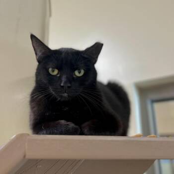 Domestic Short Hair Cats Available for Adoption - Puppy | PetCurious