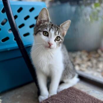 Corto -  Domestic Short Hair Cat for Adoption in Fountain Hills, Arizona - Corto | PetCurious