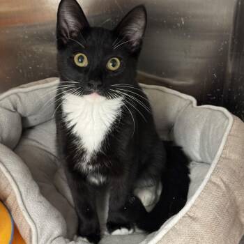 Domestic Short Hair and Tuxedo Cats Available for Adoption - Eddie | PetCurious