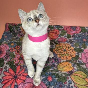 Goose -  Siamese and Domestic Short Hair Cat for Adoption in San Antonio, Texas - Goose | PetCurious