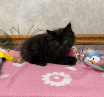 Domestic Long Hair Cats Available for Adoption - Blackbird  | PetCurious