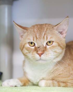 Domestic Short Hair Cats Available for Adoption in Bridgeport, Connecticut - YANGZEE (0604) | PetCurious