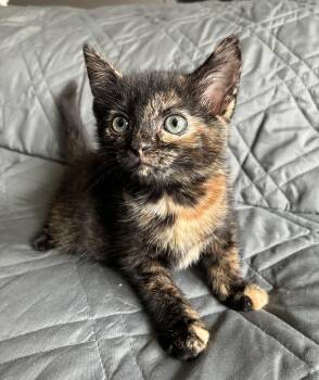 Skye -  Domestic Short Hair Cat for Adoption in Columbia, Maryland - Skye | PetCurious