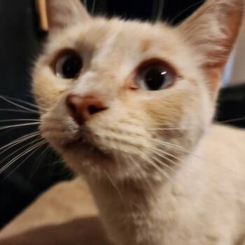 Rescue Domestic Short Hair and Siamese Cats for Adoption in Arizona City, Arizona - M-Sky | PetCurious