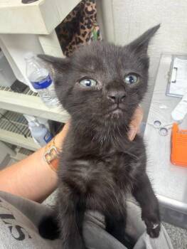Scorpio -  Domestic Short Hair Cat for Adoption in Pomona, New York - Scorpio | PetCurious