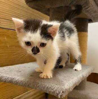 Domestic Short Hair Cats Available for Adoption - Little Bit Of Licorice | PetCurious