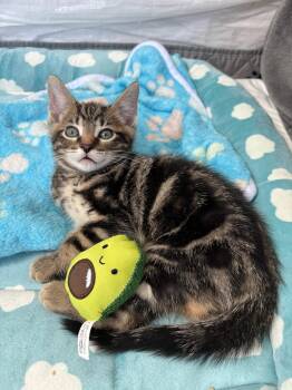 Domestic Short Hair Cats Available for Adoption in Chicago, Illinois - Apollo | PetCurious