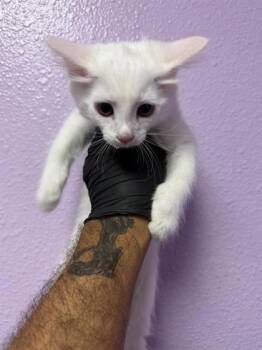 61261717 -  Domestic Short Hair Cat for Adoption in El Paso, Texas - 61261717 | PetCurious