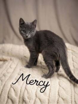 Mercy -  Russian Blue and Domestic Short Hair Cat for Adoption in Wyandotte, Michigan - Mercy | PetCurious