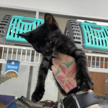 Rescue Domestic Short Hair Cats for Adoption in Dickinson, Texas - Artemis | PetCurious