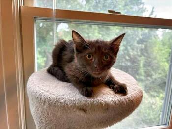 Jordana -  Domestic Short Hair Cat for Adoption in Pittsburgh, Pennsylvania - Jordana | PetCurious