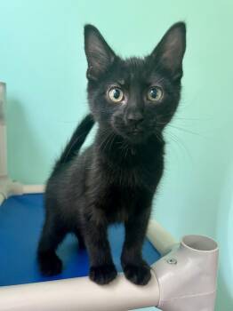 Gomez -  Domestic Short Hair Cat for Adoption in Emerald Isle, North Carolina - Gomez | PetCurious