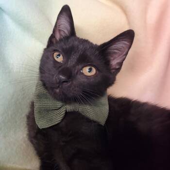 Jarjar -  Domestic Short Hair Cat for Adoption in Marseilles, Illinois - Jarjar | PetCurious