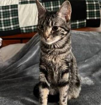 Domestic Short Hair Cats Available for Adoption in St. Cloud, Minnesota - Quinn | PetCurious