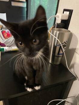 Fancy -  Domestic Short Hair Cat for Adoption in Dalton, Georgia - Fancy | PetCurious