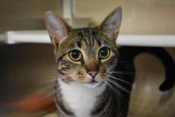 Harley -  Domestic Short Hair Cat for Adoption in Kansas City, Missouri - Harley | PetCurious