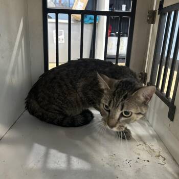Domestic Short Hair Cats Available for Adoption in Newark, New Jersey - Pinpon | PetCurious