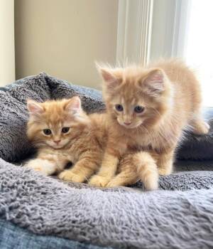 Rescue Domestic Medium Hair and Tabby Cats for Adoption in Newmarket, Ontario - Cookie & Crumble | PetCurious