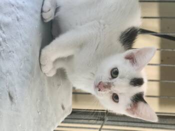 Joyride -  Domestic Short Hair Cat for Adoption in Cosby, Tennessee - Joyride | PetCurious