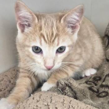 Rescue Siamese and Tabby Cats for Adoption in Los Angeles, California - Simba (gf) | PetCurious
