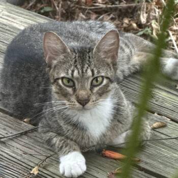 Babyman -  Tabby Cat for Adoption in Houston, Texas - Babyman | PetCurious