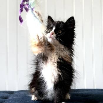 Smudge -  Domestic Medium Hair Cat for Adoption in Cincinnati, Ohio - Smudge | PetCurious