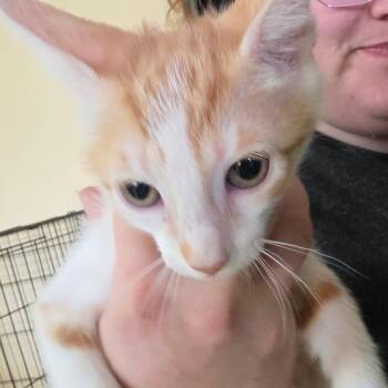 Mattox 4 -  American Shorthair Cat for Adoption in Melrose, Florida - Mattox 4 | PetCurious
