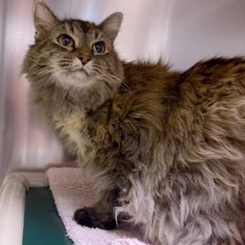 Domestic Long Hair Cats Available for Adoption - Sophie | PetCurious