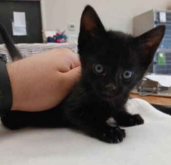 Inkblot -  Domestic Short Hair Cat for Adoption in Dickson, Tennessee - Inkblot | PetCurious